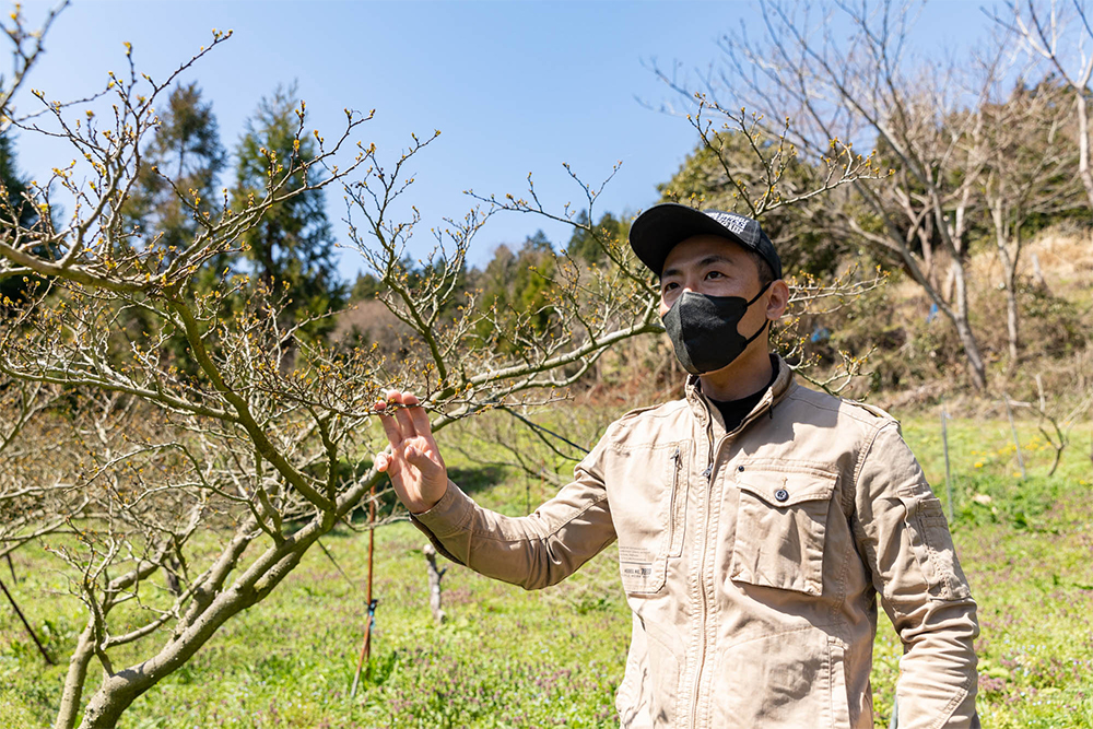 新田清信さん。高齢化が進むぶどう山椒農家の中で、最年少の生産者として気を吐く存在。栽培した山椒は自身の手で加工し、卸やネットショップで販売。野生の桑の木から採った葉を蒸して乾燥させた「桑の葉茶」の製造・販売も手掛ける。