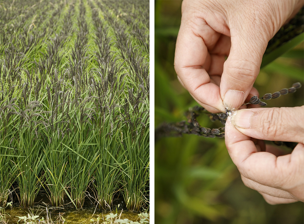 （写真左）古代米は稲穂が黒い。ここ数年で全国に広がっている田んぼアートで使用されているのも古代米の稲だ。 （写真右）稲の内側はミルクのような液体から徐々に固形にかたまっていく。収穫を２週間後に控えた稲は、指先で簡単に潰れるほどまだ柔らかい。