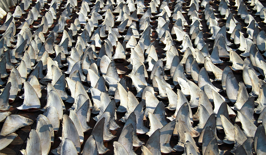 EU圏内最大のフカヒレ輸出国スペインが取り組む、サステナブルなサメ漁