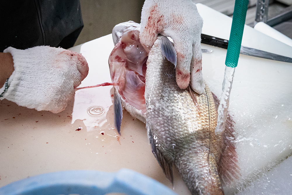 魚は死後、体温が上がる。内臓が付いたままでは匂いや傷みの原因になるため、内臓を取り出し、適温に冷やして配送。