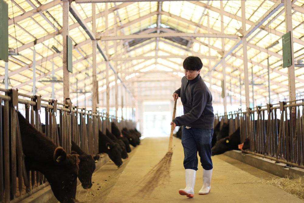 現在、無角和種振興公社が運営する阿武町の無角和種繁殖センターで140頭を飼育。繁殖から出荷まで一貫生産。