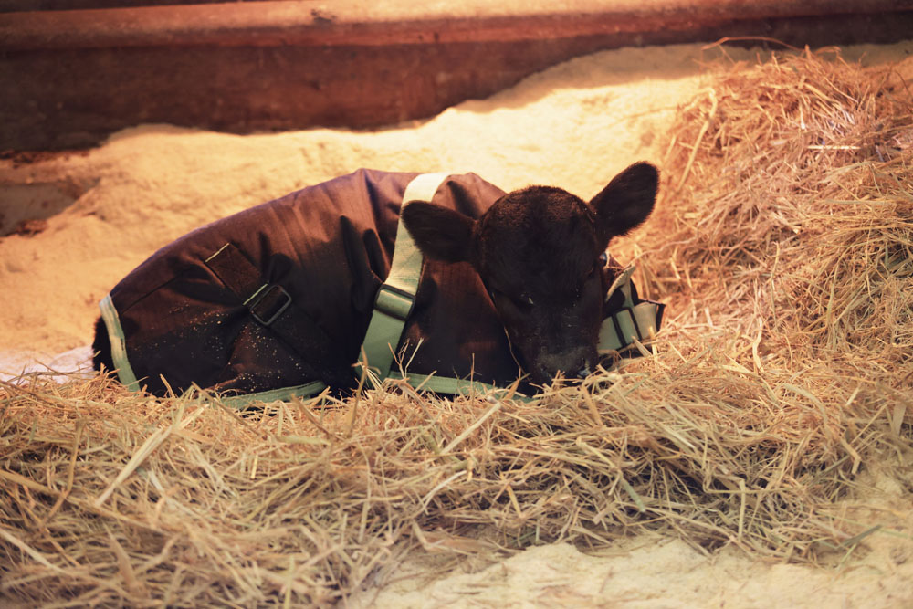 生まれてまもない子牛が藁にくるまれて眠る。寒くないようにジャケットを着せて。
