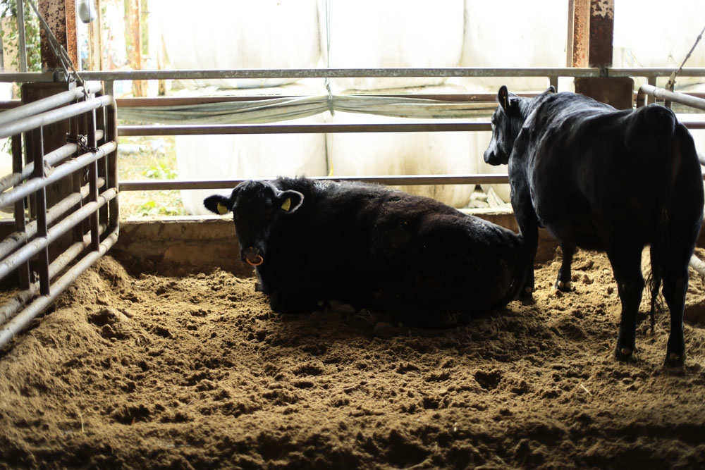 肥育牛は、８～15カ月齢と16～22カ月齢によって餌の中身と量が分かれる。