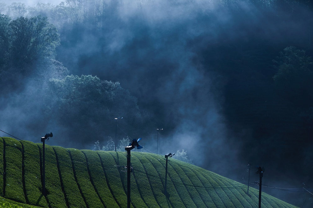 滋賀県甲賀市の朝宮茶の作り手「かたぎ古香園」の茶畑風景。霧がかかり、茶栽培の適地であることが一目瞭然だが、片木さんが丹精した畝の美しさにも絶句する。