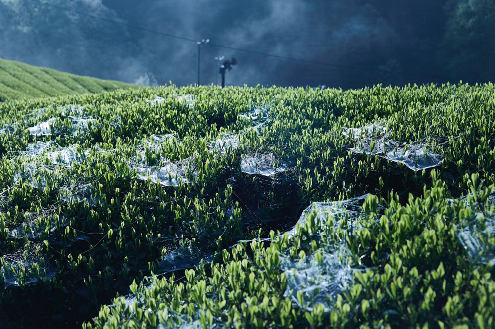 無農薬の畑にはクモの巣が張る。害虫の防御ネットの役割を果たす。
