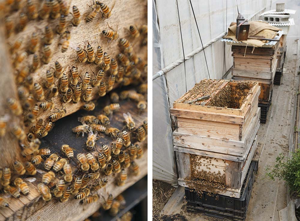 （写真左）働き蜂はすべてメス。オスは女王蜂と一緒に巣箱の１階でエサをもらいながら、お産の場所作りに勤しむ。 （写真右）中村農園の敷地内に設置されている巣箱は全部で10個ほど。採蜜のシーズンはわずか３カ月。
