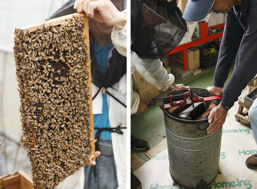 （写真左）巣箱から巣枠を取り出すと、働き蜂がみっしり。 （写真右）遠心分離機に巣枠を２つ差し込み、グルグル回すと、ものの10秒ほどで巣枠からハチミツが取り出せる。