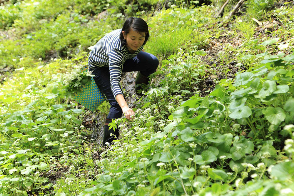 藤木とき子さんの森の南斜面で。山菜摘みは必ず自分の森で行う。他人の所有地で勝手に採ることは絶対にしない。