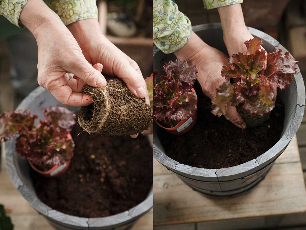 [５]根を軽くほぐしてから植える あまりいじらず、真ん中に指を入れて固まった根を外に軽く広げる。鉢の外周に植える。 POINT：根が呼吸しやすく根張りがよくなる。