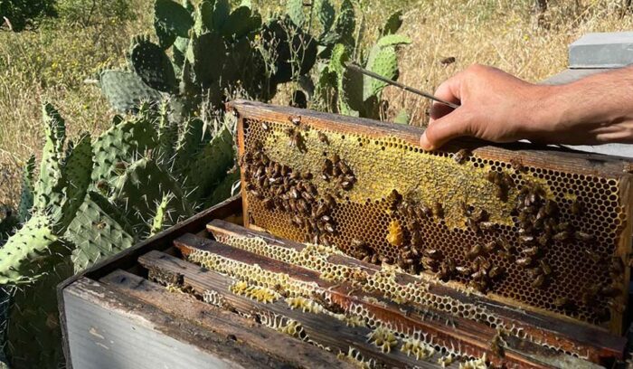 Nato nella famiglia di apicoltori più antica della Sardegna, produce mieli monoflorali da piante selvatiche. 