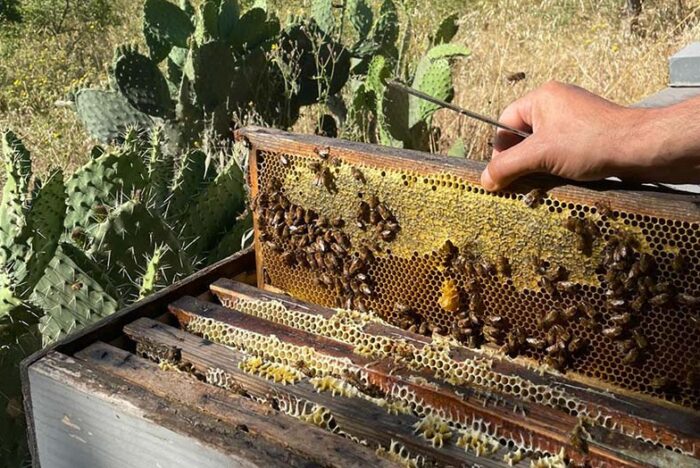 サルデーニャ最古の養蜂家による、野生植物から採る単花蜜