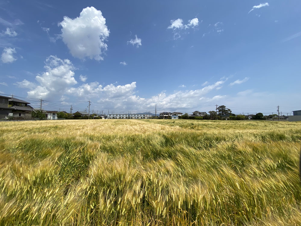 静岡産の大麦栽培の取り組みは2018年の試験栽培からスタート。19年から焼津市の３軒の農家による本格的な栽培が始まった。品種名は「ニューサチホゴールデン」。