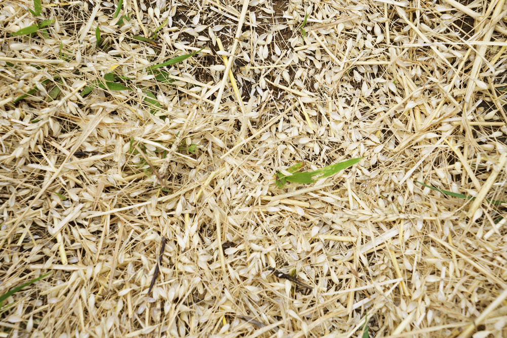 残った小麦の茎は再び畑へ返します。栄養豊富で微生物の格好のすみかに。籾殻は鶏のエサや堆肥になります。
