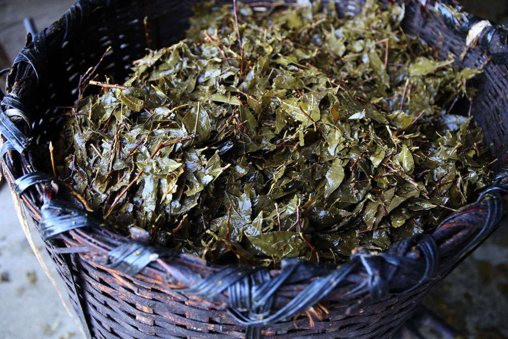 発酵した茶葉を罇から取り出すと、辺りにぷうんと甘酸っぱい香りが漂う。