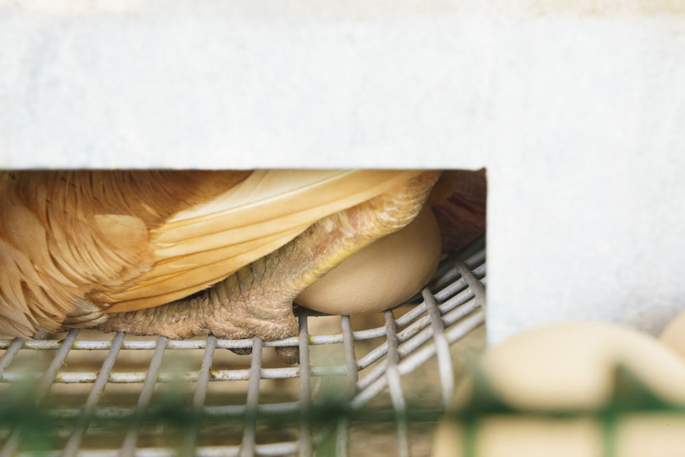 鶏舎の中に入ると臭いがまったくしないことに驚きます。目の前で、今まさに産卵中！