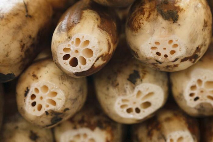 KAGA LOTUS ROOT (RENKON)