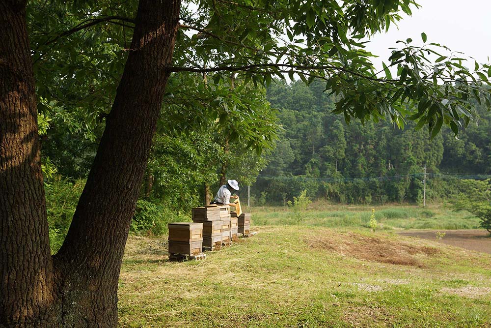 ミツバチ視点で森を歩き、味覚と嗅覚で森の恵みを味わう