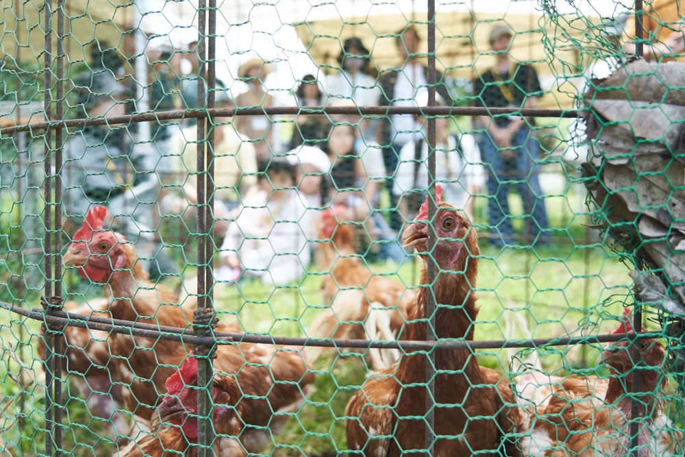 クルックフィールズで暮らす鶏は、日本国内で幾世代にもわたって選抜交配を繰り返した「もみじ」、愛知県岡崎で育種された「岡崎おうはん」の２品種。今回、採用されたのは２歳の「もみじ」。