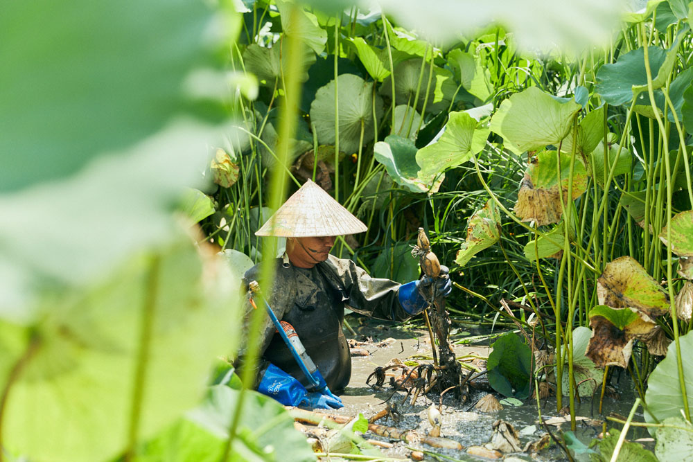 小麦、レンコン、有機野菜、豚肉、伊勢エビ 2023年７月、真夏の茨城