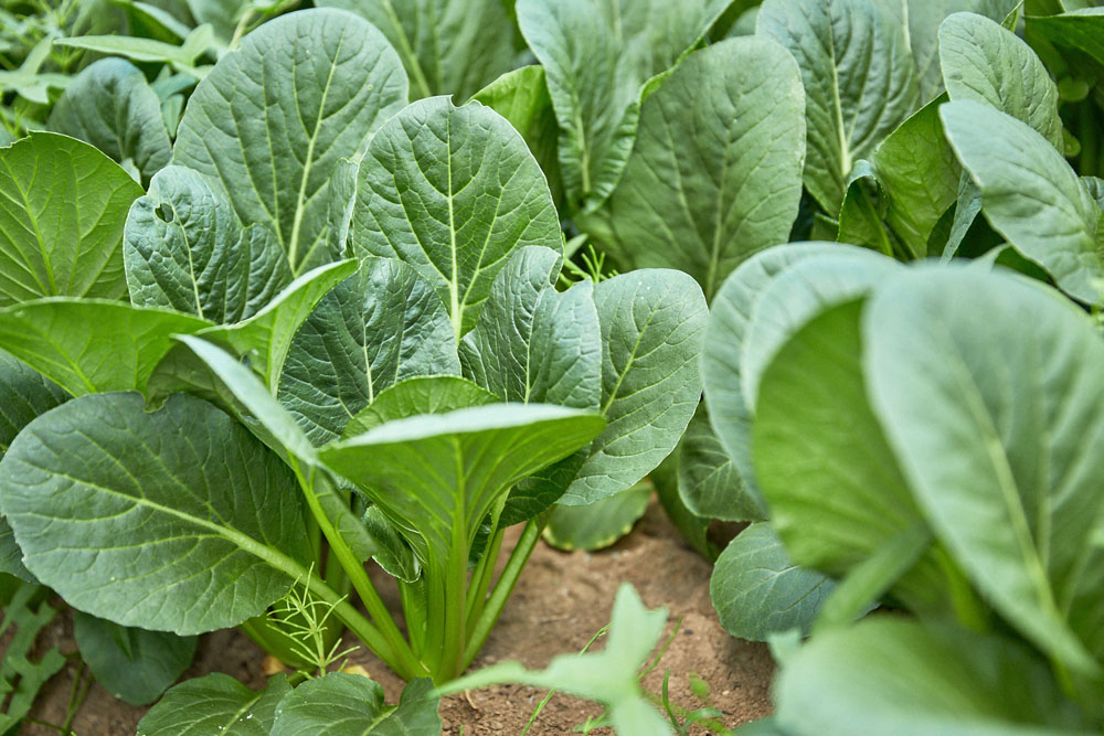 びっしり植わる小松菜の脇にはプルピエ（スベリヒユ）がたくさん自生。「うちでは困った雑草扱いですが、料理に使う方がいたらいくらでも送りますよ」と大橋さん。