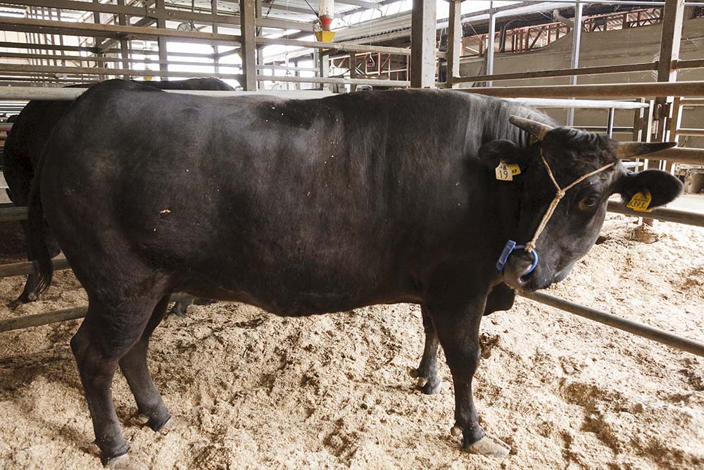 体重は落ちても、脂の質は上がる。松阪牛は「雌の未経産の黒毛和種」という定義はあるが肥育期間は各生産者に任されている。長く育てれば体重も比例して増えるわけではなく、35カ月を超えると全体が枯れたように締まってきて、体重は減る。
