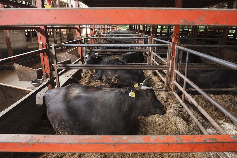 成牛が優に２頭は入るスペースで１頭飼いされている伊藤牧場の松阪牛。