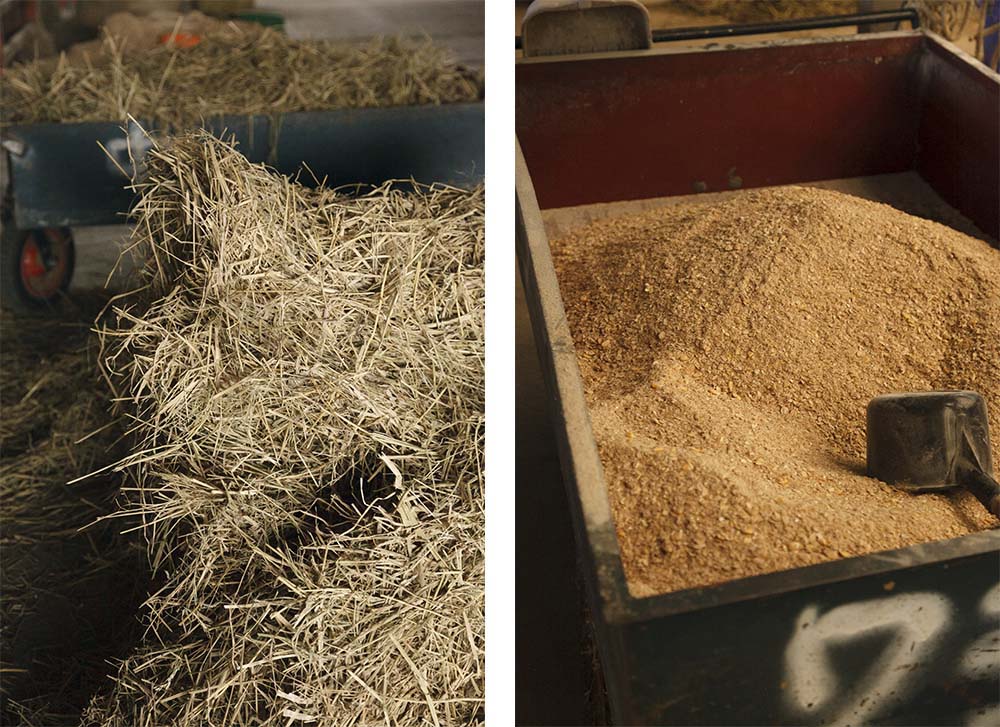 （写真左）仔牛の時は輸入の牧草に頼るが、それ以外は自家製や国産の稲ワラを粗飼料として与える。 （写真右）濃厚飼料は大麦やトウモロコシをメインにふすま、米ぬか、脂かすなどを独自に配合。最も多い時期で１日８～10kgを与える。