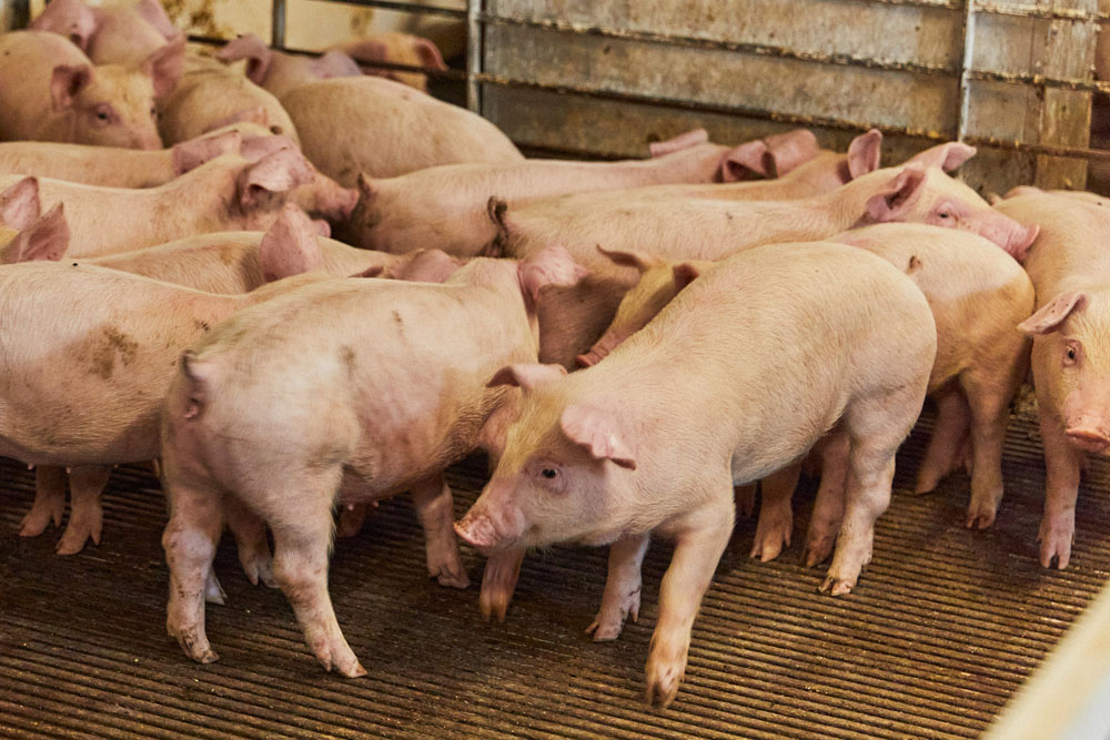 茨城県の畜産センターが開発したデュロック種の系統豚「ローズD-1」を父豚として交配した三元豚。やわらかく、クセのない肉質に仕上がる。