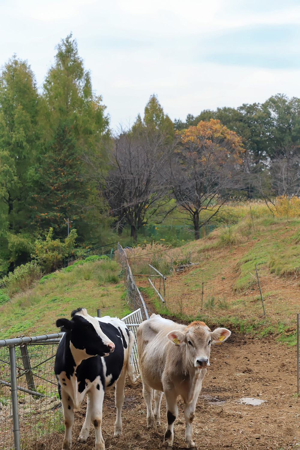 自らの足で歩き、牧草を食べて過ごす若牛。放牧地の周りは住宅地で、時々脱走することも。