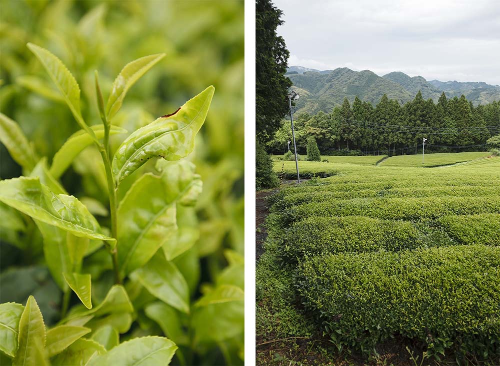 益虫が茶葉を傷つけ、紅茶の香りの素が生まれる。新茶の茶摘みの頃は気温がまだ低いため害虫はつきにくいが、二番茶を摘む６月半ば頃は気温が高くなり、ウンカと呼ばれる益虫が発生する。これが茶葉に傷を付け、茶葉は再生しようと必死に酵素を出すため、発酵茶の素晴らしい風味が生まれる。