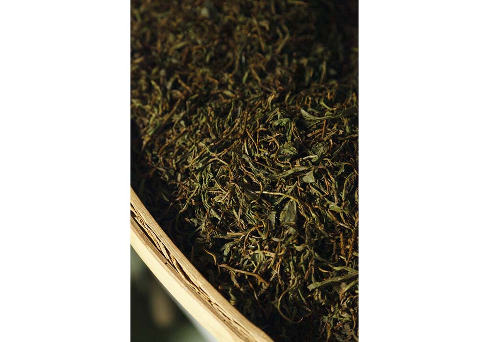揉捻が終わった茶葉は緑色だが、１時間半ほどの発酵を経ると赤褐色を帯びる。
