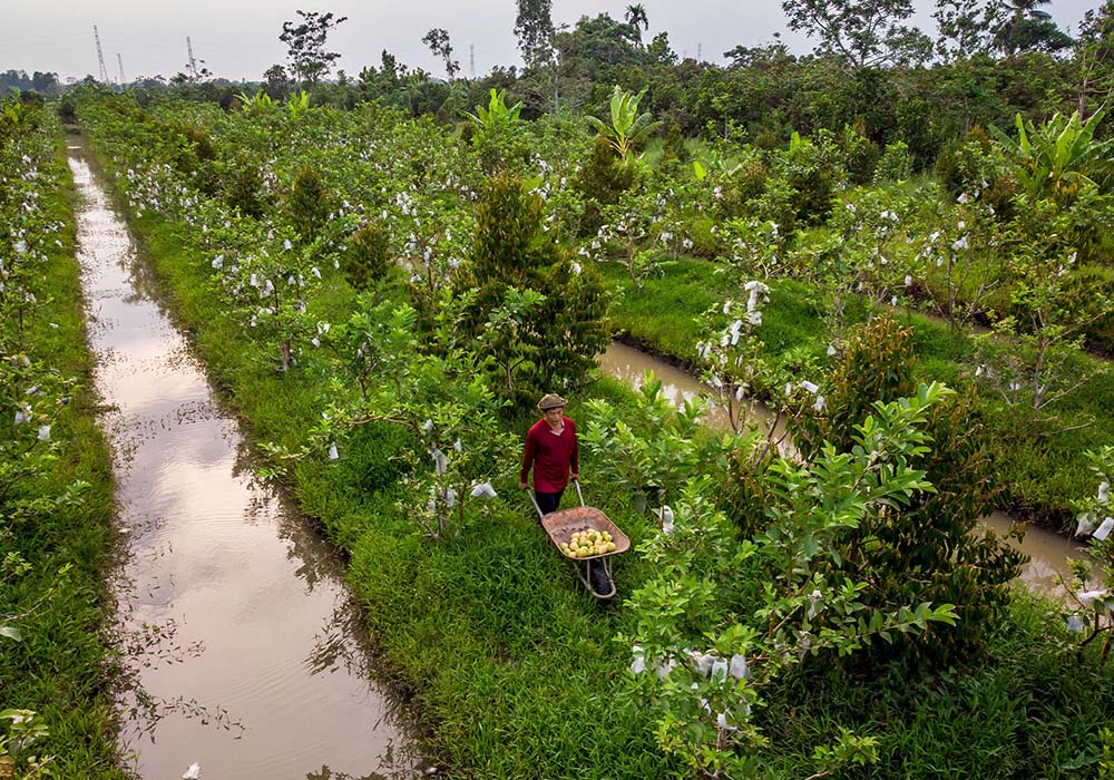 （写真）近年の気候変動はメコンデルタでも深刻であり、温暖化により水面が毎年上昇している。ボワザン氏は気候変動問題にも積極的に取り組み、加工後の廃棄物で有機肥料も作っている。現在は20万本の果樹を栽培するが、さらに植樹を倍増させ8000トンのCO2除去を目指す。