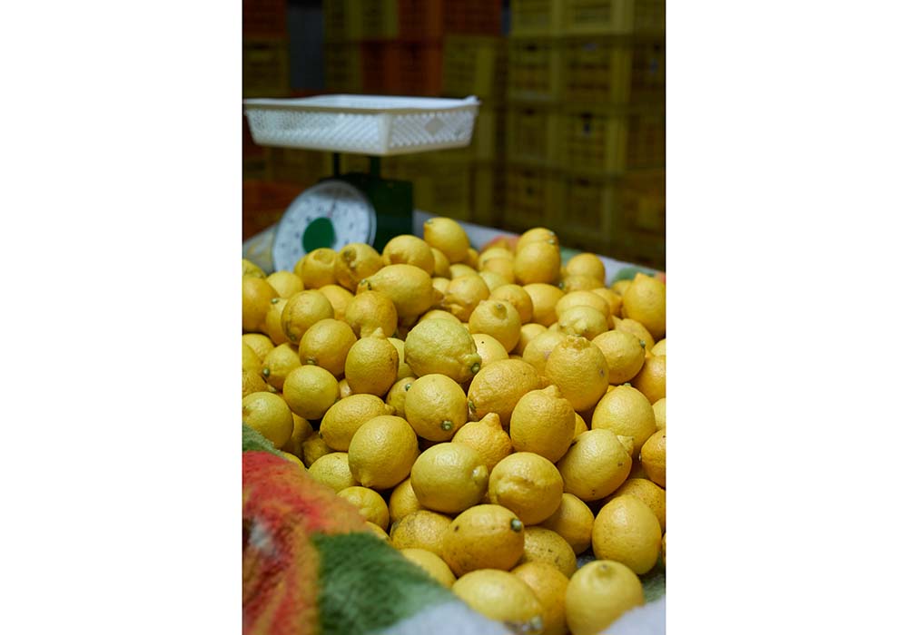 収穫したレモンは倉庫で保管。菅さんがひとりで選別し、出荷している。ちなみに、糖度10の果実は、「食べるレモン」としてアピールし、販売。５月からは冷蔵保管。クール便で出荷。
