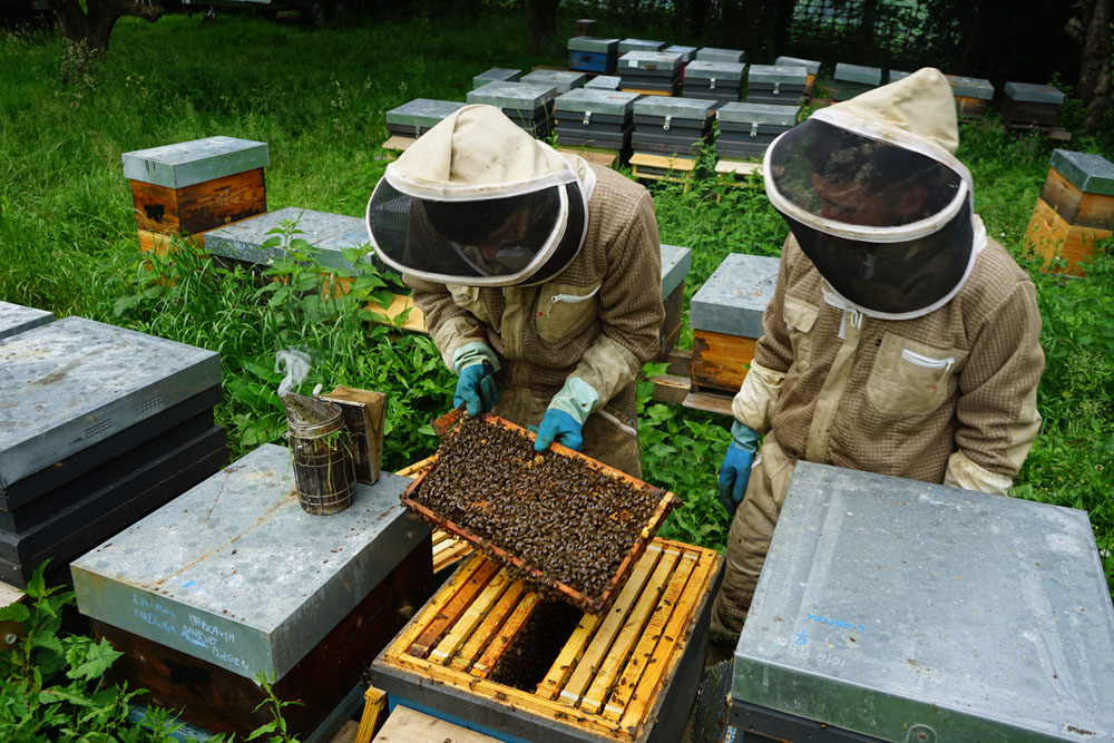 店があるトロサからほど近く、在来種の黒ミツバチを扱う２人の若い養蜂家が営むバレルディペコ養蜂場で。土着の食材に対する探求心は尽きない。