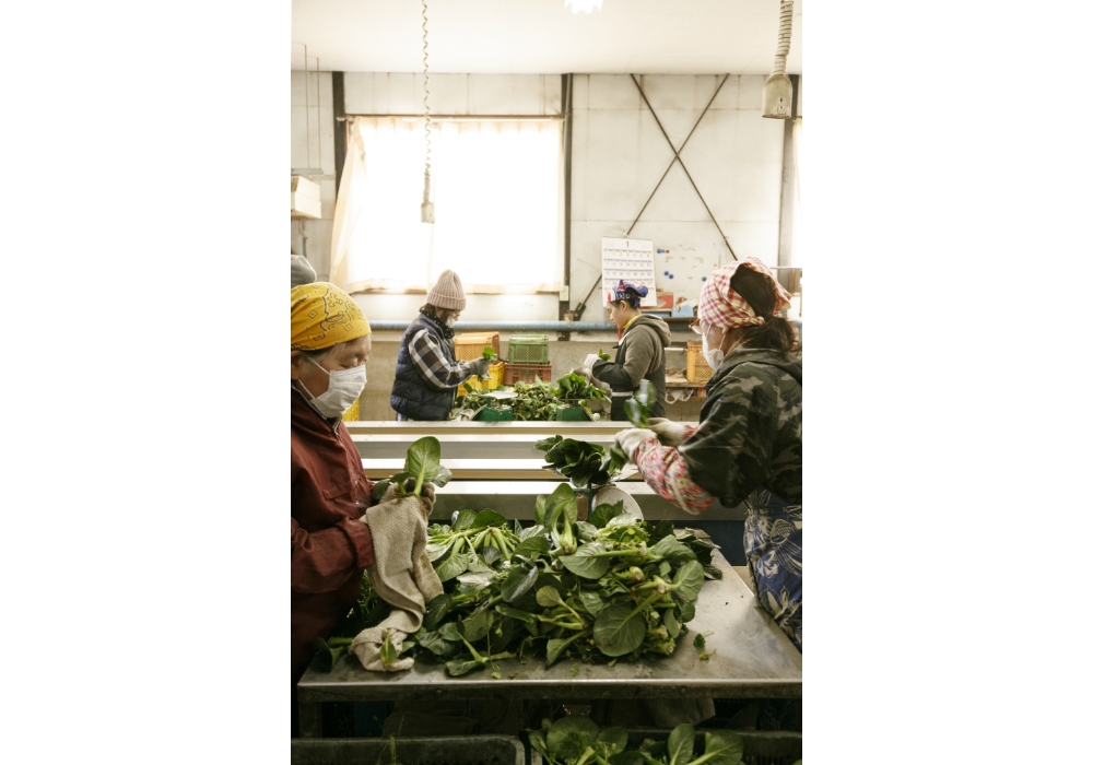 Employees wipe the stems clean, remove the outer leaves, and weigh the greens before packaging.