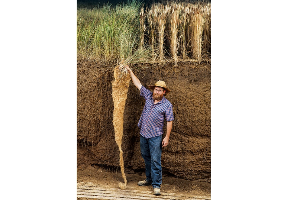 リジェネラティブ・オーガニック農業を説明する際に用いられる多年生穀物カーンザの写真