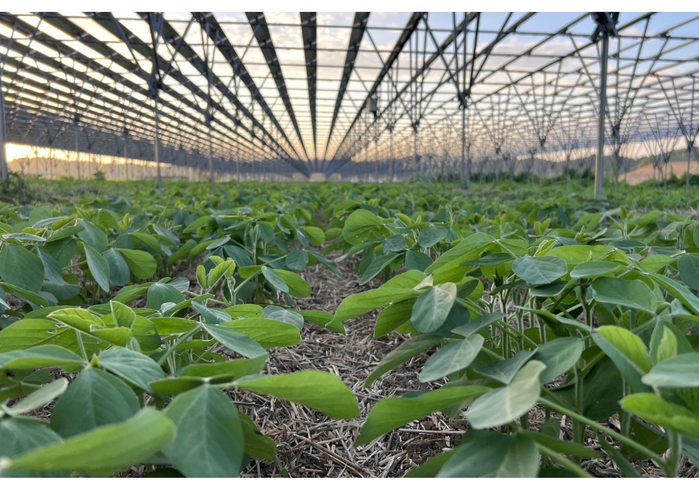 味噌の原材料となる有機大豆を不耕起栽培する千葉県匝瑳（そうさ）市のソーラーシェアリングの畑