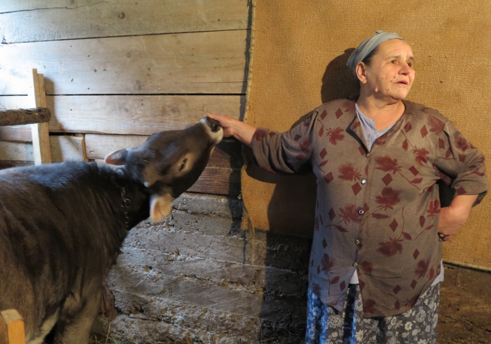 Una vitella regalata dall’Italia è cresciuta e ha fatto un parto a Srebrenica.