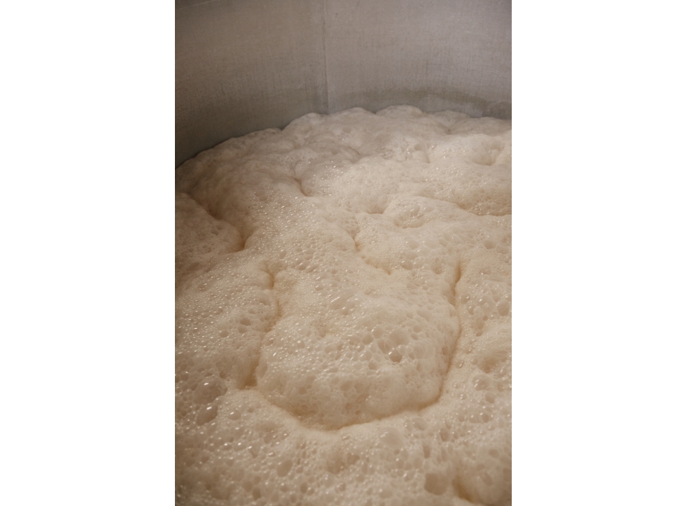 泡の層がどんどん厚くなり、発酵が順調に進んでいることを示す。