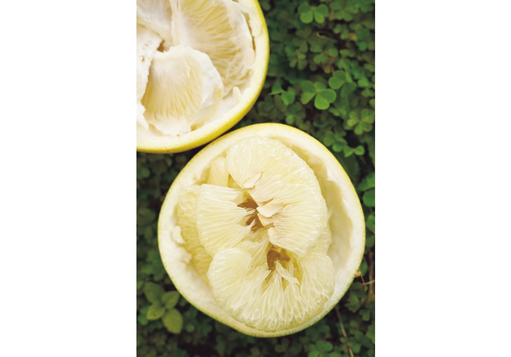 Pomelo skin grows thick in response to direct sun.