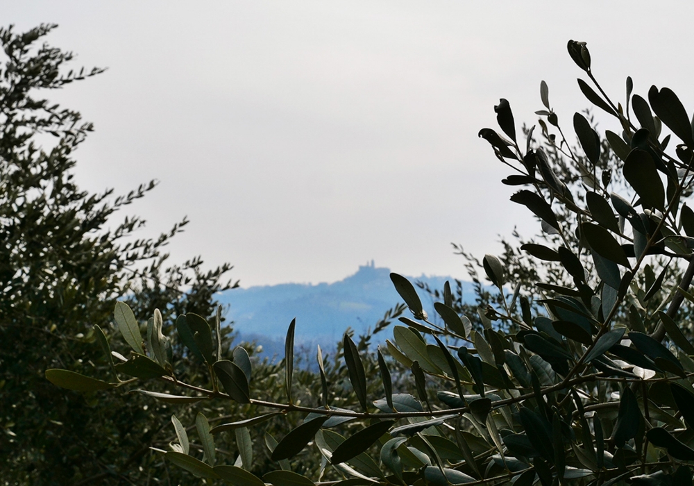 L’ultimo oliveto sulla collina era immerso in una coltre di papaveri rossi che sembravano fare da prestigiosa guida al visitatore.