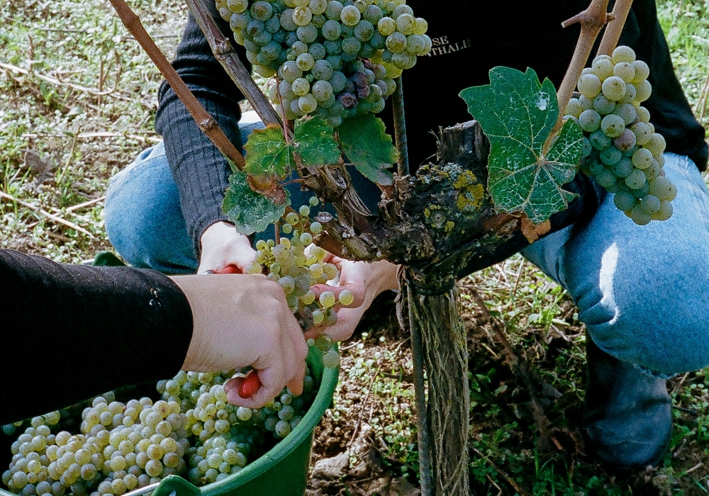 本来はワインの品質向上のために間引いた、未熟なブドウから作られた副産物だった。