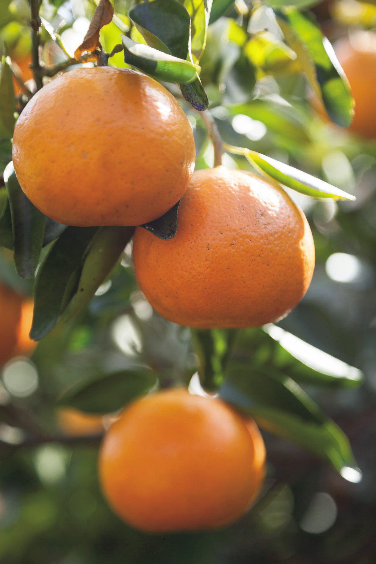 柑橘だけで作る機能性ドリンク　セミノール