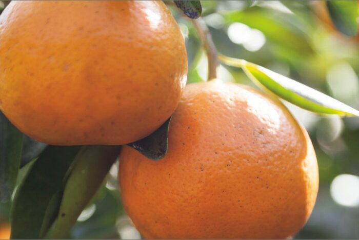 柑橘だけで作る機能性ドリンク　セミノール