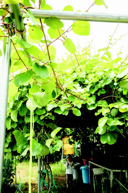 A leafy kiwi canopy offers shade on a sunny day at Soramame Farm