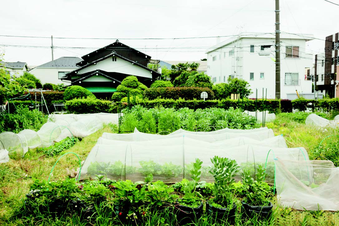 their fertile 500-m2 farm in Tokyo’s Setagaya ward.