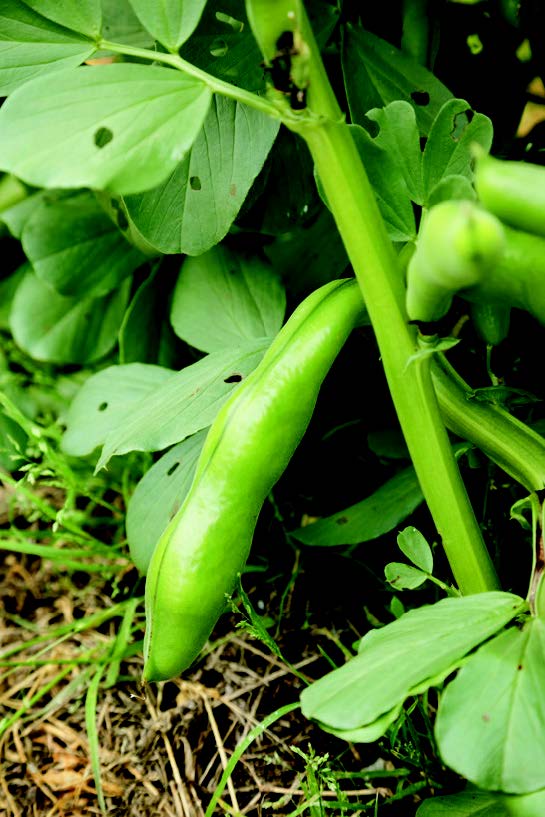 The farm takes its name from the broad bean,at its peak in Tokyo in May and June.