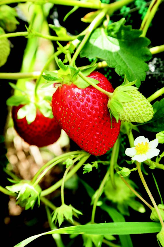 Strawberries planted last year were ready for market this May.