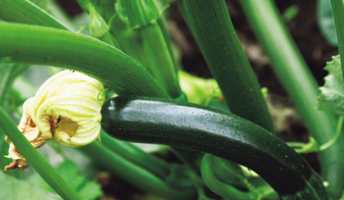 農業を変える。「微生物ネットワーク農法」の野菜 