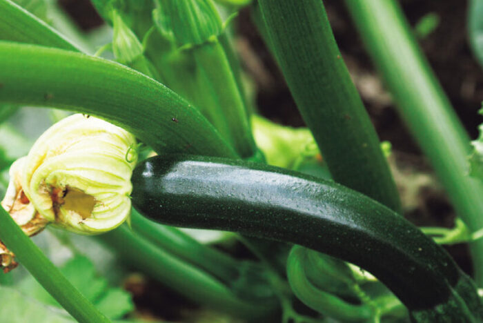 農業を変える。「微生物ネットワーク農法」の野菜 